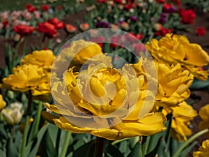 Tulip \'Monte carlo\' blooming with showy, bright sunny yellow flowers with double row of bright golden yellow