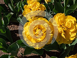 Tulip 'Monte carlo' blooming with bright sunny yellow flowers with double row of bright golden yellow petals