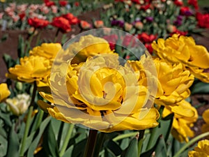 Tulip 'Monte carlo' blooming with showy, yellow flowers with double row of bright yellow flowers