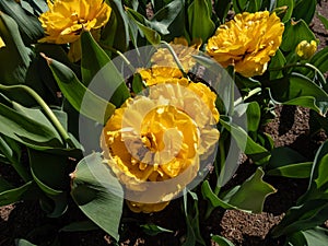Tulip \'Monte carlo\' blooming with showy, yellow flowers with double row of bright golden yellow, overlapping, ruffl