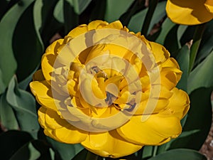 Tulip \'Monte carlo\' blooming with showy, yellow flowers with double row of bright golden yellow, overlapping, ruffl