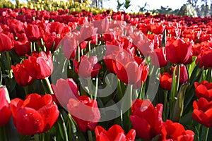 The Tulip in the morning light