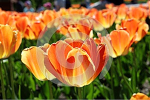 Tulip at Mount Royal Park 1