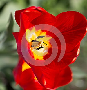 Tulipán sobre el naturaleza. 