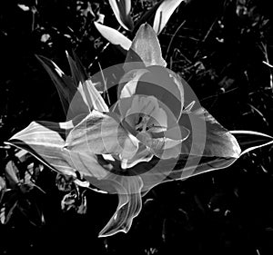 Tulip in the night ` Black and white`