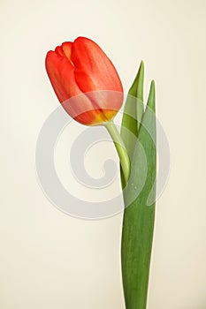 Tulip orange flower Felicidade photo