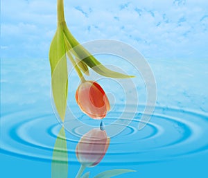 Tulip over Water