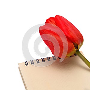 Tulip with paper notepad