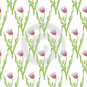 Tulip pattern isolate watercolor white background
