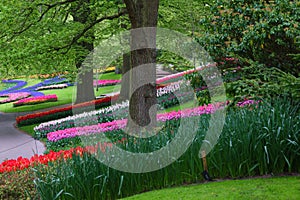 Tulip patterns on hill in the Keukenhof in spring 2022 in Lisse, the Netherlands