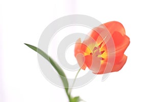 Tulip peach softened photo