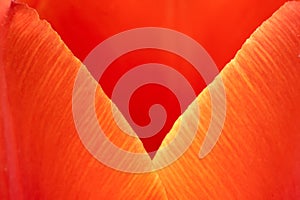 Tulip petal