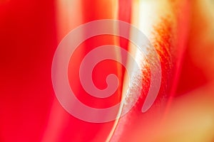 Tulip Petal Abstract