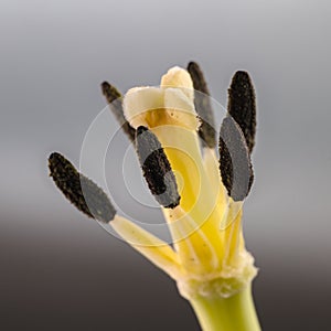 Tulip without petals close-up. Macro mode.