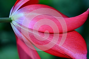 Tulip Petals pink flower green