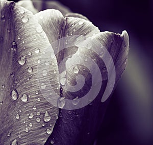 Tulip petals with raindrops closeup