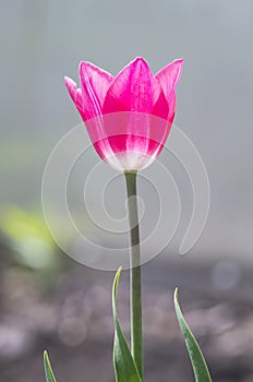 Tulip