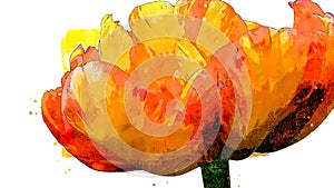 Tulip picture in yellow orange and red on white background. Computer-generated illustration.