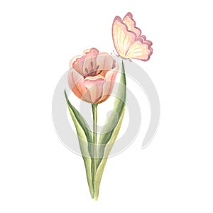 Tulip pink with butterfly. Watercolor garden flower. Isolated hand drawn illustration of spring summer blossom. Meadow