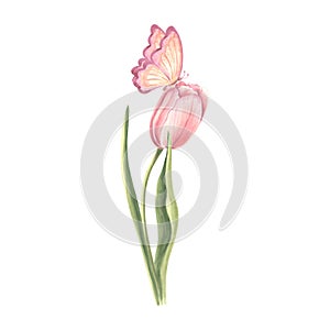 Tulip pink with butterfly. Watercolor garden flower. Isolated hand drawn illustration of spring summer blossom. Meadow