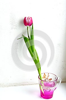 Tulip in the pink glass on white background