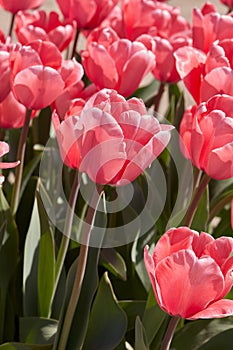 Tulip Pink Impression flowers in spring sunlight