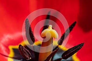 Tulip pistil and stamens with pollen