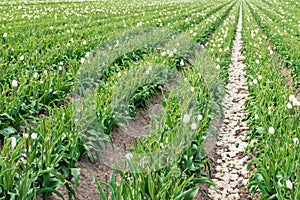Tulip plants in long converging rows
