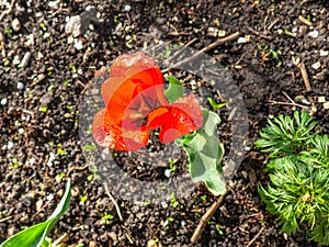 Tulip on the plot of land. photo