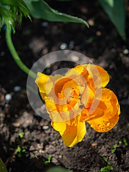 Tulip on the plot of land. photo