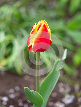 Tulip on the plot of land. photo