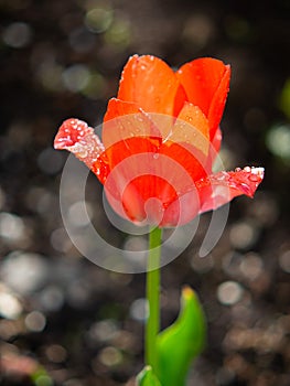 Tulip on the plot of land. photo