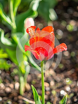 Tulip on the plot of land. photo