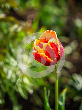 Tulip on the plot of land. photo