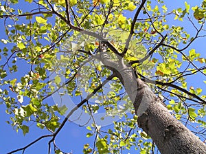 Tulip Poplar from Below photo