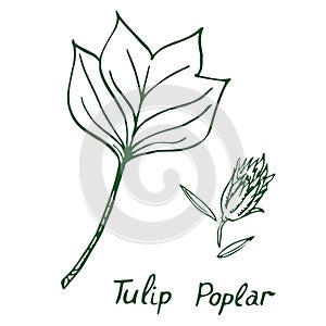 Tulip poplar Liriodendron tulipifera or American tulip tree leaf and seeds photo