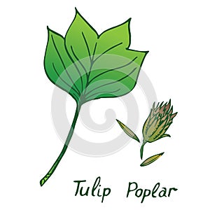 Tulip poplar Liriodendron tulipifera or American tulip tree leaf and seed