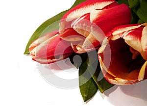 Tulip postcard1