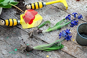 Tulip in a pot. Transplanting and cupping plants. Garden instruments, spatula and spray gun next to daffodil with an