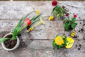 Tulip in a pot. Transplanting and cupping plants. Garden instruments, spatula and spray gun next to daffodil with an onion.