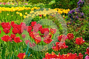 Tulip profusion photo