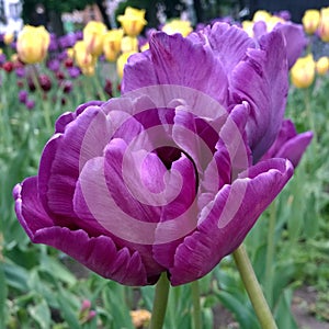 tulip purple blooming flower