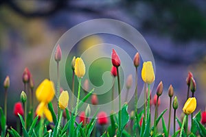 Tulip in the rain