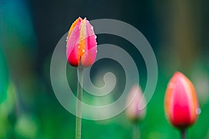 Tulip in the rain