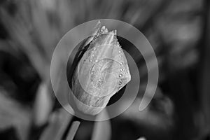 Tulip with rain drops in the sun B&W