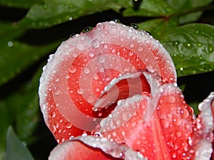 tulip after rain with water drops. red with white stripes. close-up