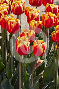 Tulip Rambo flowers in red and yellow colors in spring