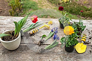 Tulip and Ranunculus asiaticus, Persian buttercup in a pot. Garden instruments, spatula and spray gun next to daffodil with an