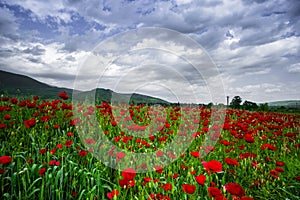 Tulip red flower hdr background desktop
