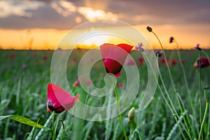Tulip red flower hdr background desktop sunset
